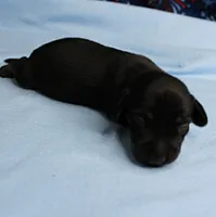 AKC Taylor's Black & Tan Male Puppy 4, a male Miniature Dachshund for sale in Mount Olive, NC – 3 of 10