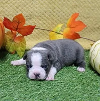 AKC Annie's Silver & White Female Puppy 1, a female Boston Terrier for sale in Mount Olive, NC – 4 of 9