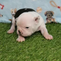 AKC Polly's White Face Female Puppy 3, a female Boston Terrier for sale in Mount Olive, NC – 2 of 10
