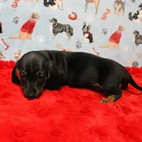 AKC Taylor's Blk & Tan Male 3, a male Miniature Dachshund for sale in Mount Olive, NC – Photo 8 of 10