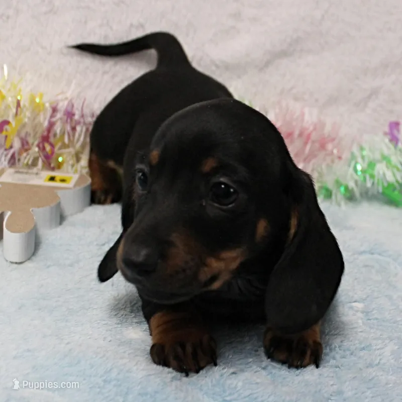 AKC Taylor's Blk & Tan Male 3