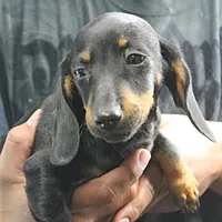 AKC Taylor's Blk & Tan Male 3, a male Miniature Dachshund for sale in Mount Olive, NC – Photo 2 of 7