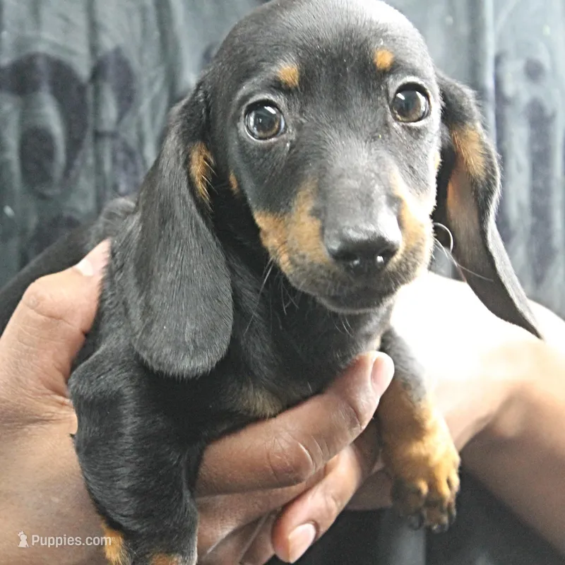 AKC Taylor's Blk & Tan Male 3 – Miniature Dachshund puppy for sale in Mount Olive, NC