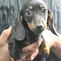 AKC Taylor's Blk & Tan Male 3, a male Miniature Dachshund for sale in Mount Olive, NC – Photo 1 of 7