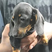 AKC Taylor's Blk & Tan Male 3, a male Miniature Dachshund for sale in Mount Olive, NC – Photo 5 of 7
