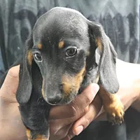 AKC Taylor's Blk & Tan Male 3, a male Miniature Dachshund for sale in Mount Olive, NC – Photo 6 of 7