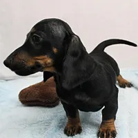 AKC Taylor's Blk & Tan Male 3, a male Miniature Dachshund for sale in Mount Olive, NC – Photo 7 of 7
