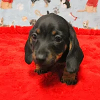 AKC Taylor's Blk & Tan Male 3, a male Miniature Dachshund for sale in Mount Olive, NC – Photo 2 of 10