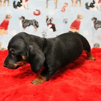 AKC Taylor's Blk & Tan Male 3, a male Miniature Dachshund for sale in Mount Olive, NC – Photo 6 of 10