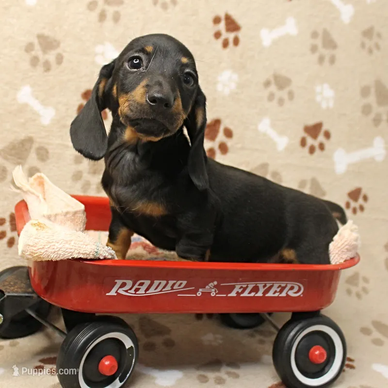 AKC Taylor's Blk & Tan Male 3 – Miniature Dachshund puppy for sale in Mount Olive, NC
