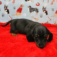 AKC Taylor's Blk & Tan Male 3, a male Miniature Dachshund for sale in Mount Olive, NC – Photo 7 of 10