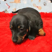 AKC Taylor's Blk & Tan Male 3, a male Miniature Dachshund for sale in Mount Olive, NC – Photo 3 of 10