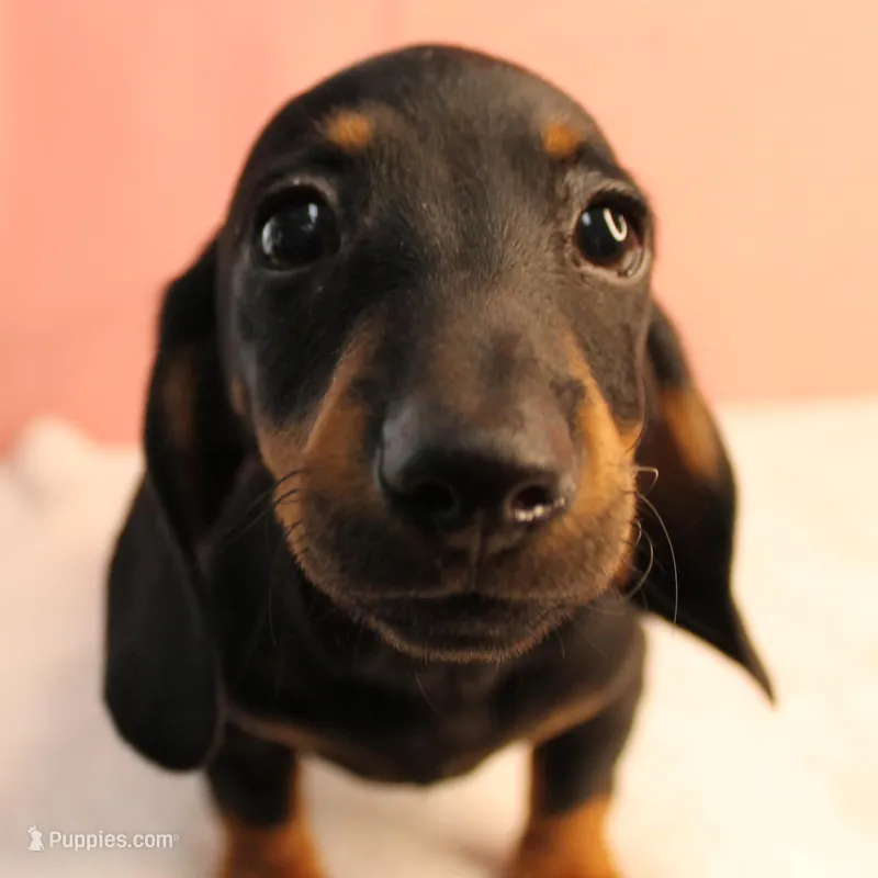 AKC Taylor's Blk & Tan Male 3 – Miniature Dachshund puppy for sale in Mount Olive, NC