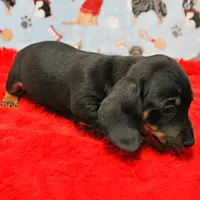 AKC Taylor's Blk & Tan Male 3, a male Miniature Dachshund for sale in Mount Olive, NC – Photo 4 of 10