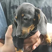 AKC Taylor's Blk & Tan Male 3, a male Miniature Dachshund for sale in Mount Olive, NC – Photo 4 of 7