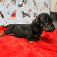 AKC Taylor's Blk & Tan Male 3, a male Miniature Dachshund for sale in Mount Olive, NC – Photo 9 of 10