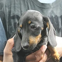 AKC Taylor's Blk & Tan Male 3, a male Miniature Dachshund for sale in Mount Olive, NC – Photo 3 of 7