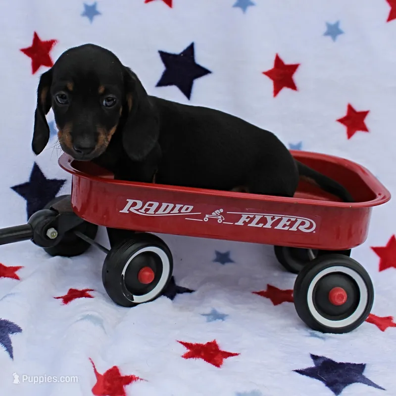 AKC Taylor's Blk & Tan Male 3 – Miniature Dachshund puppy for sale in Mount Olive, NC