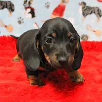 AKC Taylor's Blk & Tan Male 3, a male Miniature Dachshund for sale in Mount Olive, NC – Photo 1 of 10