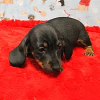 AKC Taylor's Blk & Tan Male 3, a male Miniature Dachshund for sale in Mount Olive, NC – Photo 5 of 10