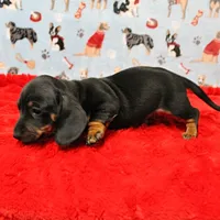 AKC Taylor's Blk & Tan Male 3, a male Miniature Dachshund for sale in Mount Olive, NC – Photo 10 of 10