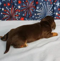 AKC Heidi's Chocolate & Tan Male Puppy 4, a male Miniature Dachshund for sale in Mount Olive, NC – 9 of 10