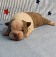 AKC Zoe's Seal & White Male Puppy 1, a male Boston Terrier for sale in Mount Olive, NC – 3 of 9