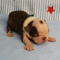 Zoe's Seal & White Male Puppy 4, a male Boston Terrier for sale in Mount Olive, NC – 8 of 10