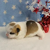 Angel's Fawn Sable on White/Party Male Puppy 1, a male Chihuahua for sale in Mount Olive, NC – 2 of 10