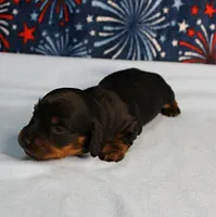 AKC Sallie's Black & Tan, Long Coat Female Puppy 1, a female Miniature Dachshund for sale in Mount Olive, NC – 2 of 10