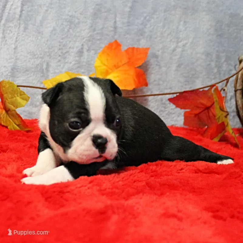 AKC Annie's Black & White Female Puppy 3 – Boston Terrier puppy for sale in Mount Olive, NC