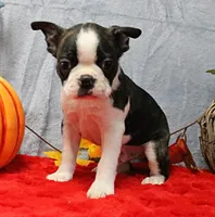 AKC Bubble's Black & White Male Puppy 2, a male Boston Terrier for sale in Mount Olive, NC – 4 of 10