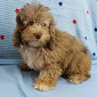 Twinkle's Chocolate Merle Male Puppy 3, a male Cockapoo for sale in Mount Olive, NC – 2 of 10