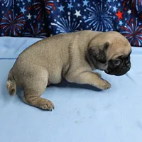 AKC Candy's Fawn Male Puppy 2, a male Pug for sale in Mount Olive, NC – 4 of 9