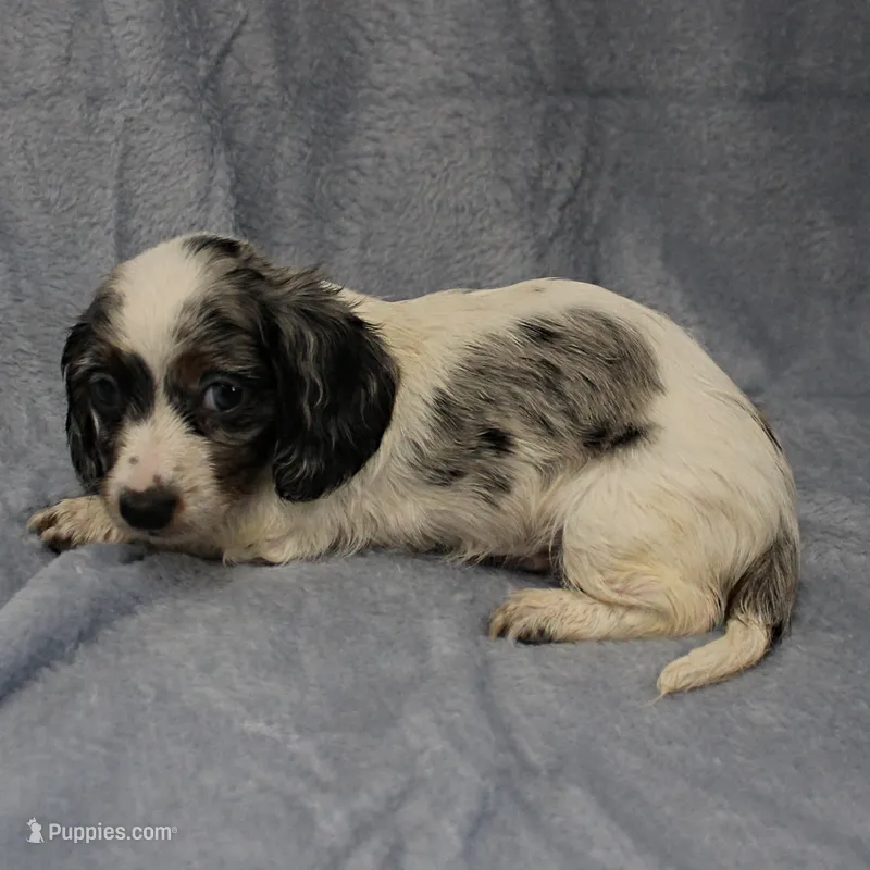 AKC Freckles Silver Piebald with White Male Puppy 6 – Miniature Dachshund puppy for sale in Mount Olive, NC
