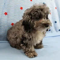 Twinkle's Blue Merle Female Puppy 1, a female Cockapoo for sale in Mount Olive, NC – 7 of 10