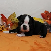 Annie's Black & White Female Puppy 4., a female Boston Terrier for sale in Mount Olive, NC – 6 of 10