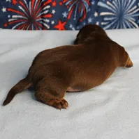 AKC Heidi's Chocolate & Tan Female Puppy 2, a female Miniature Dachshund for sale in Mount Olive, NC – 8 of 10