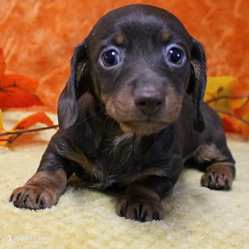AKC Robin's Chocolate Female Puppy 2 – Miniature Dachshund puppy on hold in Mount Olive, NC