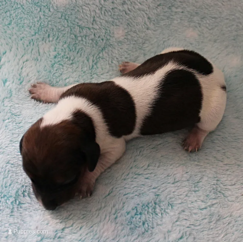 AKC Freckles Red & White Piebald Female Puppy 3 – Miniature Dachshund puppy for sale in Mount Olive, NC