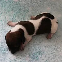 AKC Freckles Red & White Piebald Female Puppy 3, a female Miniature Dachshund for sale in Mount Olive, NC – 1 of 10