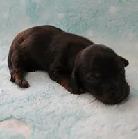 AKC Freckles Red with Black Tips Male Puppy 8, a male Miniature Dachshund for sale in Mount Olive, NC – 8 of 10