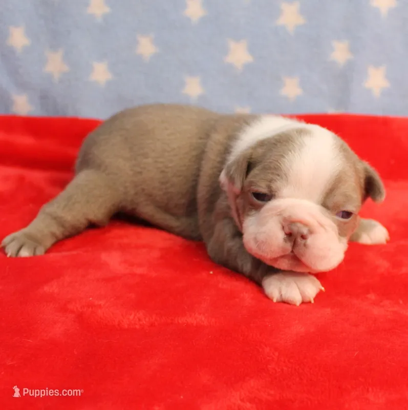 AKC Zoe's Seal & White Male Puppy 2 – Boston Terrier puppy for sale in Mount Olive, NC
