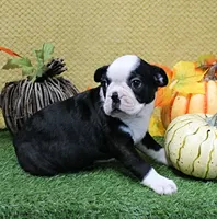 AKC Polly's Black & White Male Puppy 5, a male Boston Terrier for sale in Mount Olive, NC – 8 of 9