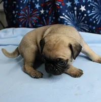 AKC Candy's Fawn Male Puppy 2, a male Pug for sale in Mount Olive, NC – 7 of 9