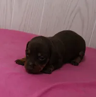 AKC Maggie's Chocolate & Tan Female Puppy 2, a female Miniature Dachshund for sale in Mount Olive, NC – 9 of 10