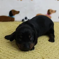 AKC Robin's Black & Tan Female Puppy 3, a female Miniature Dachshund for sale in Mount Olive, NC – 3 of 10