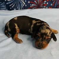 AKC Sallie's Black & Silver Dapple, Long Coat Female Puppy 2, a female Miniature Dachshund for sale in Mount Olive, NC – 9 of 10