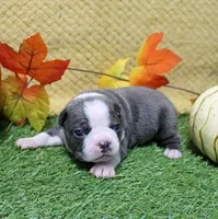 AKC Annie's Silver & White Female Puppy 1, a female Boston Terrier for sale in Mount Olive, NC – 6 of 9