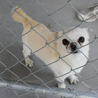 AKC Little, a male Chihuahua for sale in Mount Olive, NC – Photo 2 of 10